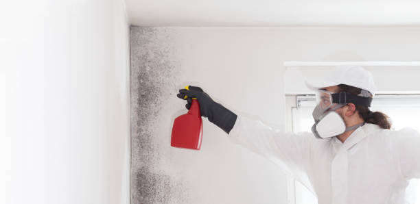 Best Black Mold Remediation in Susan Moore, AL