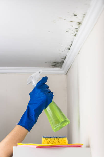 Best Industrial Mold Remediation in Susan Moore, AL